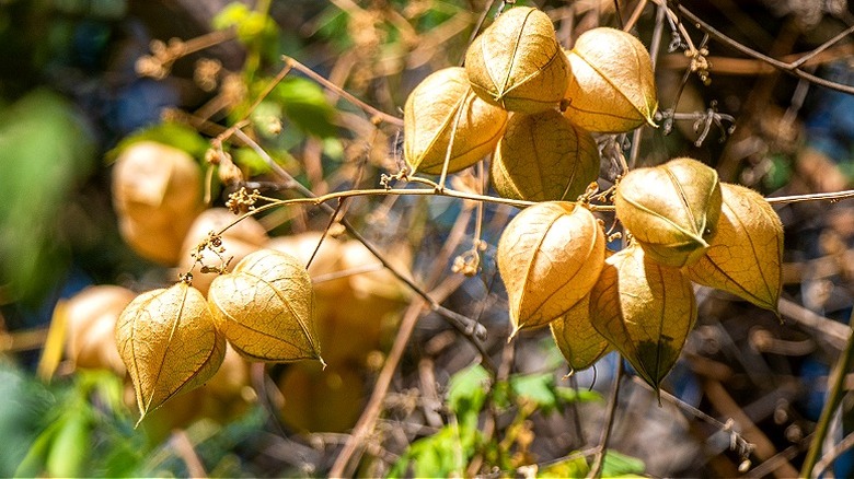 Brown faux Persil fruits hanging from branches