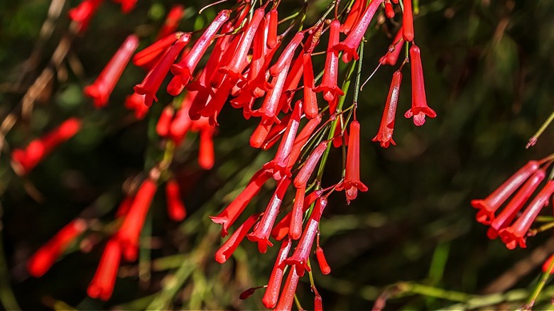 Red flowers of fountainbush growing in a garden