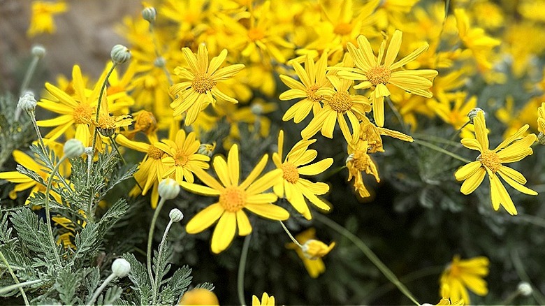 Yellow golden euryops blooming in a garden