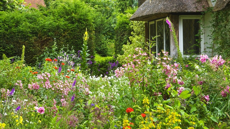 Different varieties of flowers blooming in a home garden