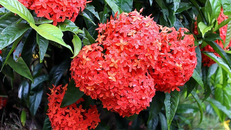 Red ixora flowers blooming in a cluster