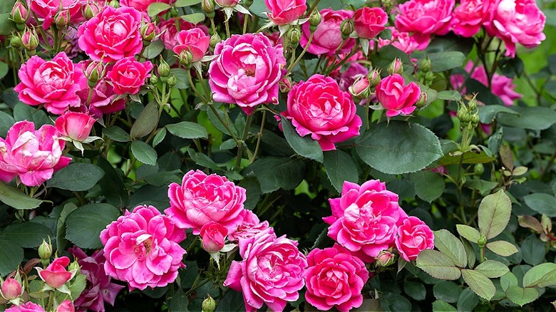 Pink Knock Out roses blooming in a garden