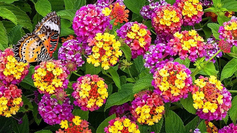 A butterfly visits pink and yellow lantana flowers growing in clusters in a garden