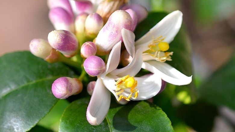 Purple-tinged white flowers of Meyer lemon