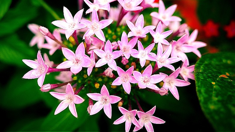 Light pink pentas flowers in bloom
