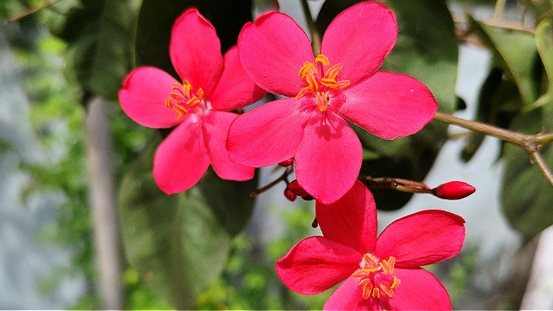 Vibrant pink peregrina flowers blooming in a garden