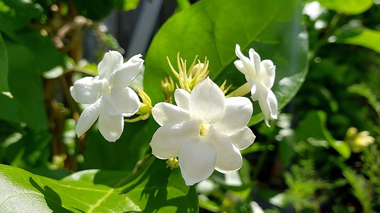 White Sambac Arabian Jasmine flowers receiving sunlight