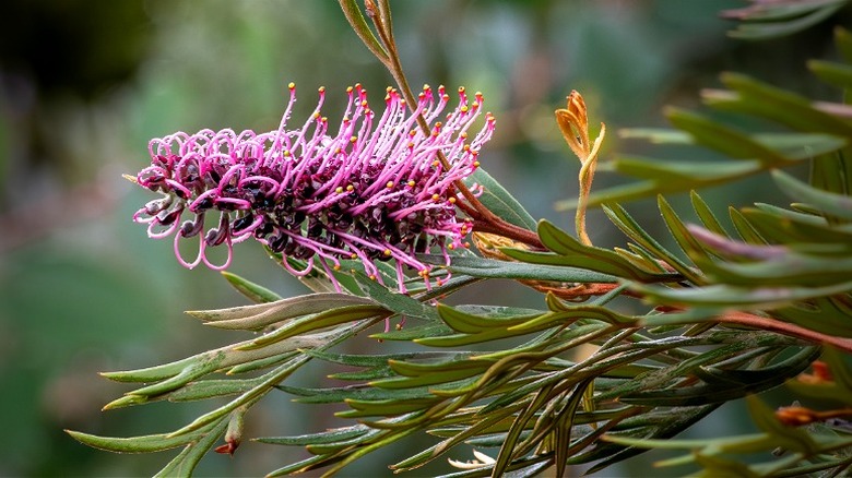 Purple spider flowers growing in a garden