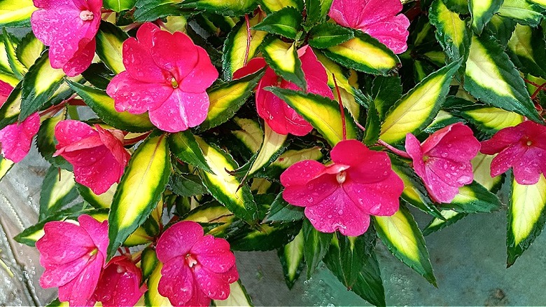 Pretty pink SunPatiens blooming in a pot