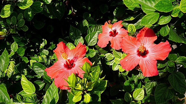 Orange flowers of tropical hibiscus blooming in a garden
