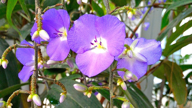 Weeping blue ginger flowers in bloom