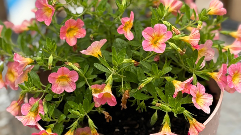 A peach flowered Calibrachoa grows in a plastic pot that's just been watered.