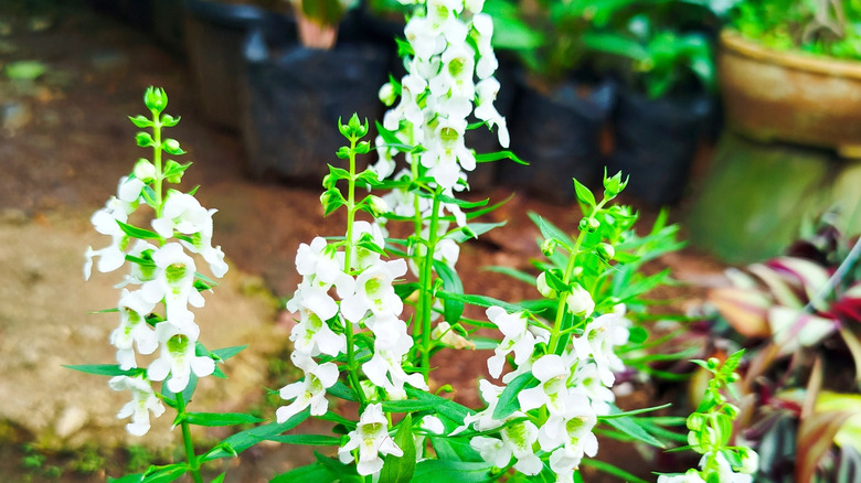 A white flowered summer snapdragon grows from a black plastic nursery pot on a stone paved patio