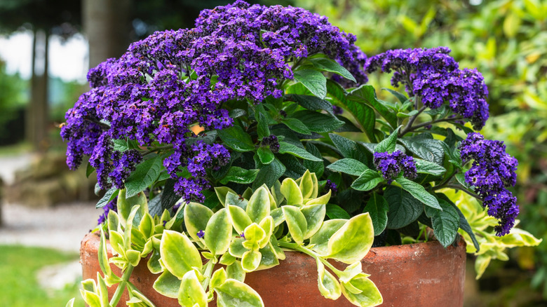 A heliotrope serves as a thriller in a large terracotta planter.