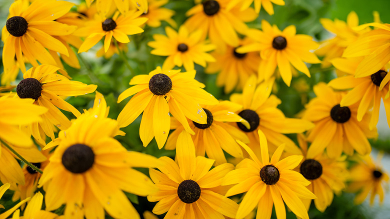 Yellow black-eyed Susan flowers in bloom