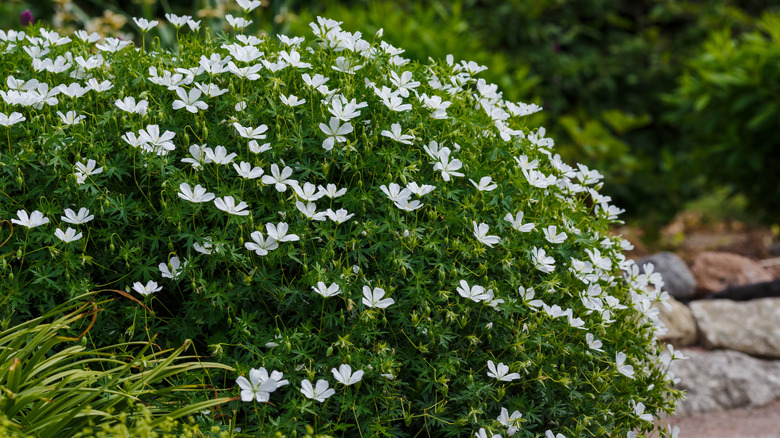 White florals of bloody cranesbill geranium