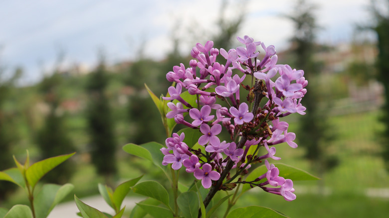 Dark purple flowers of bloomerang lilacs