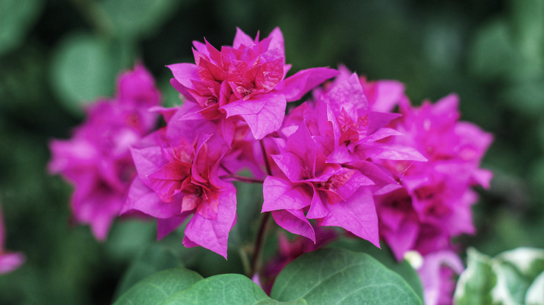 Purple bougainvillea flowers blooming in garden