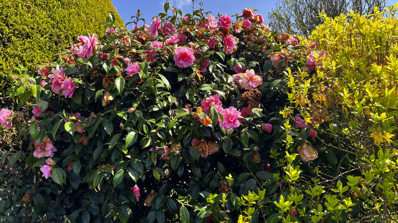 Pink camellias flowers in bloom