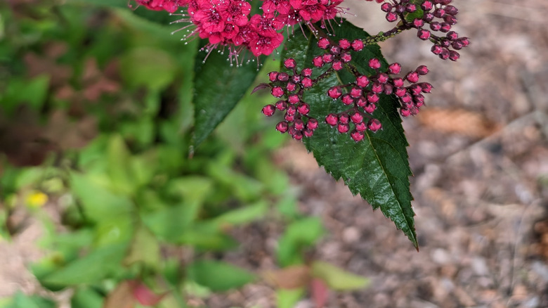 Crimson red flowers of Double Play Doozie spiraea
