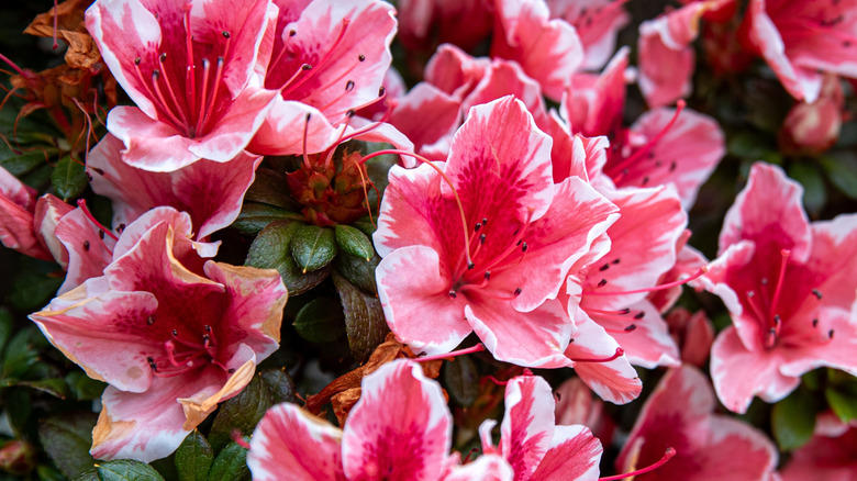 Coral pink flowers of encore azaleas in bloom