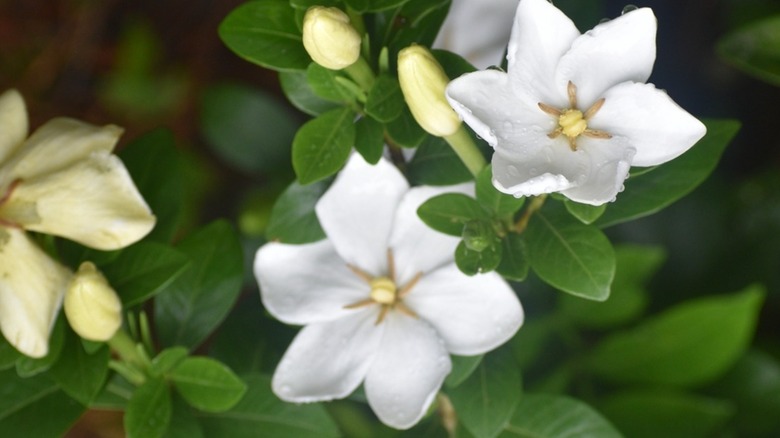 White flowers of frostproof gardenia