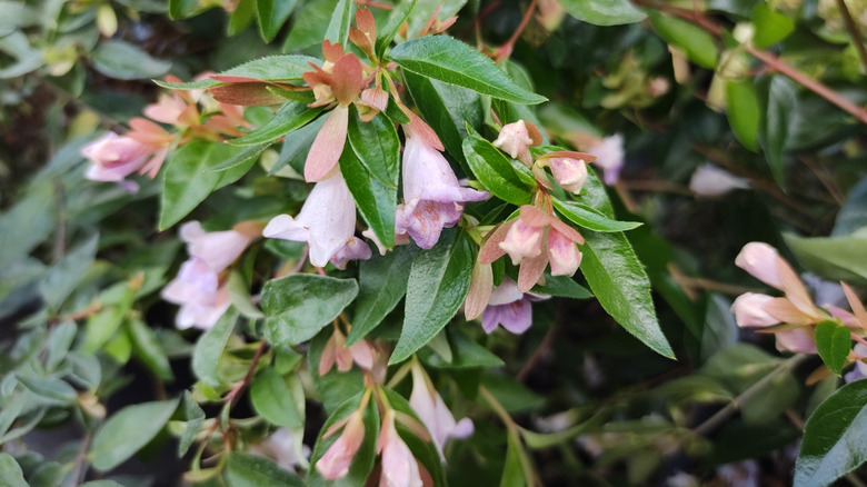 Small pink flowers of glossy abelia