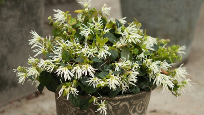 White blooms of Jazz Hands white Chinese fringe-flower