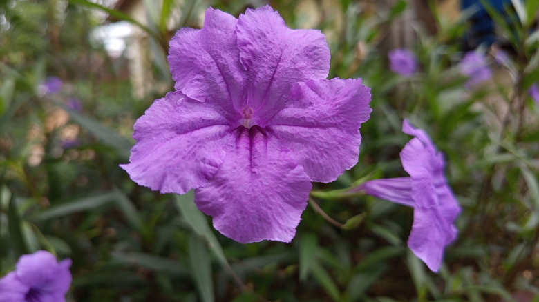 Purple mandevilla flowers in bloom
