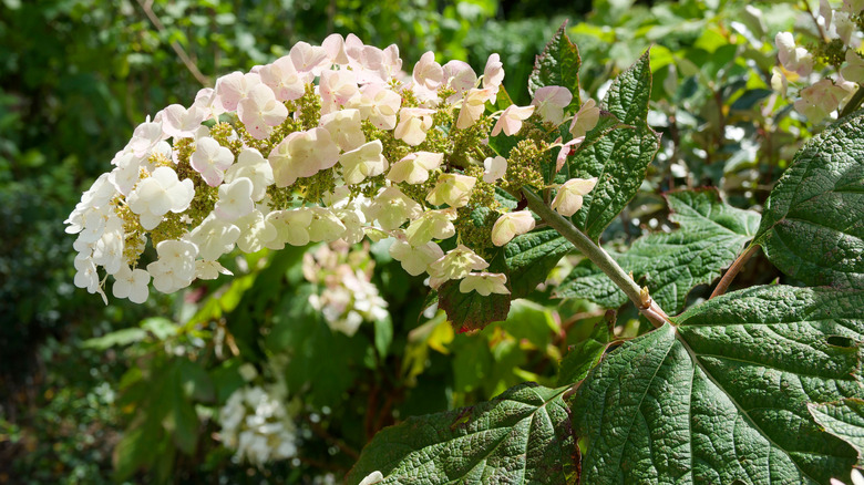 Creamy white flowers of oakleaf hydrangea