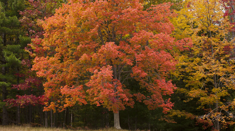 A mature red maple tree