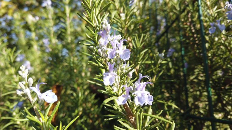 Light blue flowers of rosemary