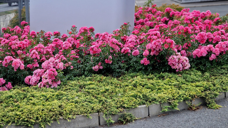 Pink roses growing as ground cover