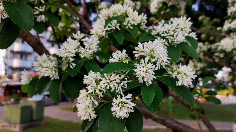 White flowers of seven-son-flower in bloom