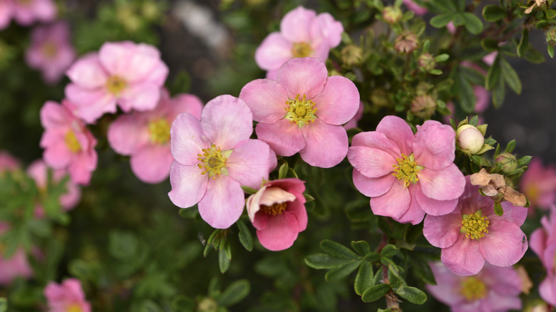 Pink shrubby cinquefoil flowers in bloom