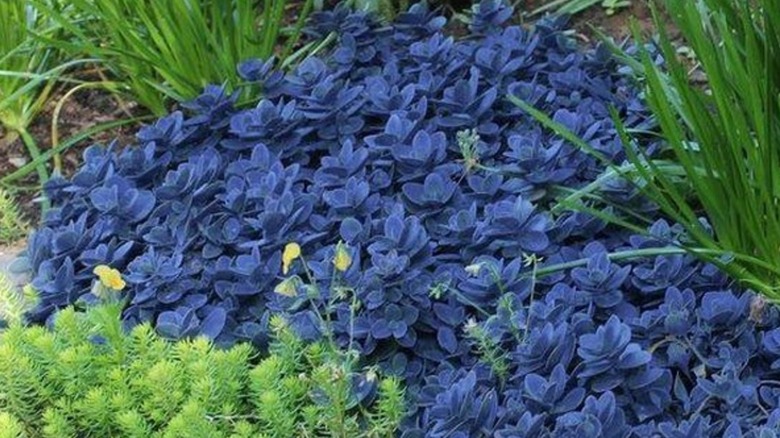 Blue stonecrop Sunsparkler growing in yard