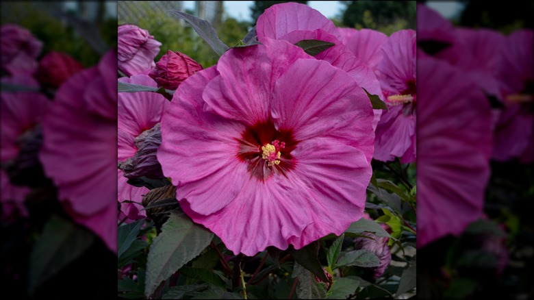 Lavender pink flower of Summerific 'Berry Awesome' rose mallow