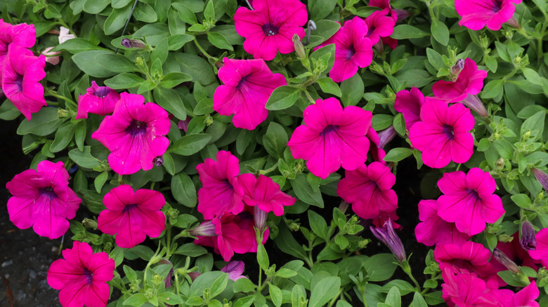 Large neon pink flowers of supertunia petunia
