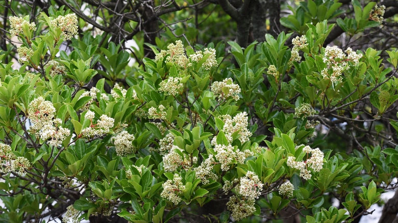 White flowers and green leaves of sweet viburnum