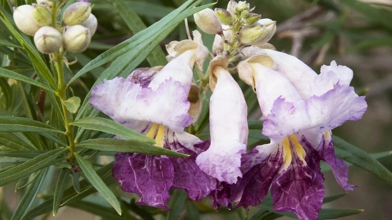 Lavender flowers of Timeless Beauty desert willow