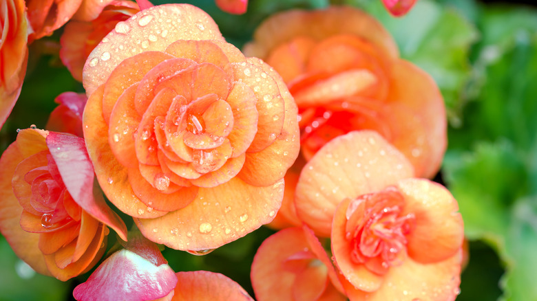 Orange tuberous begonia flowers growing in garden