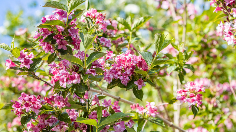 Pink flowers of weigela in bloom