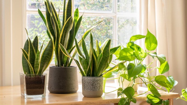 four plants in window sill