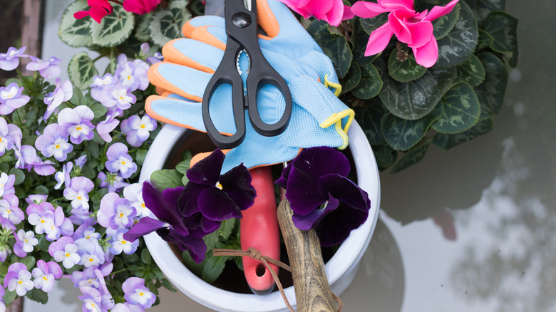 pansies with gardening gloves, tools
