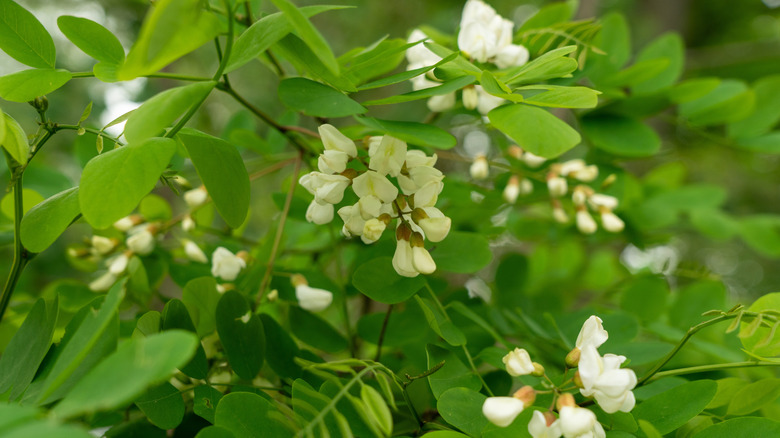 White flowers growing on acacia trees