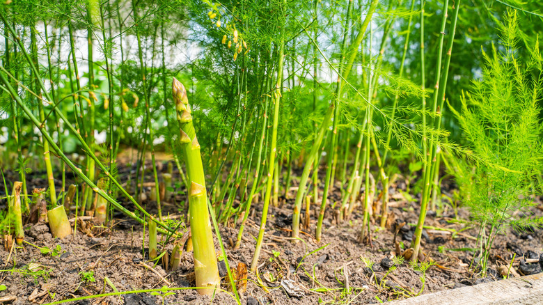 Asparagus vegetable growing in garden