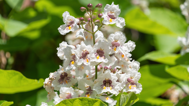 Catalpa flowers growing in garden