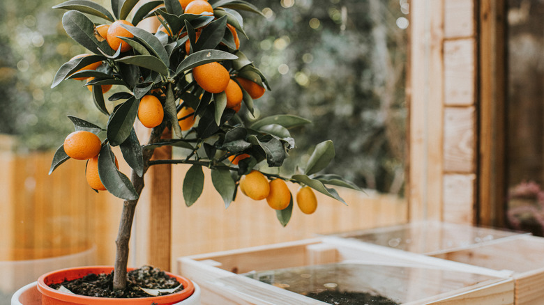 Potted orange tree blooming in backyard