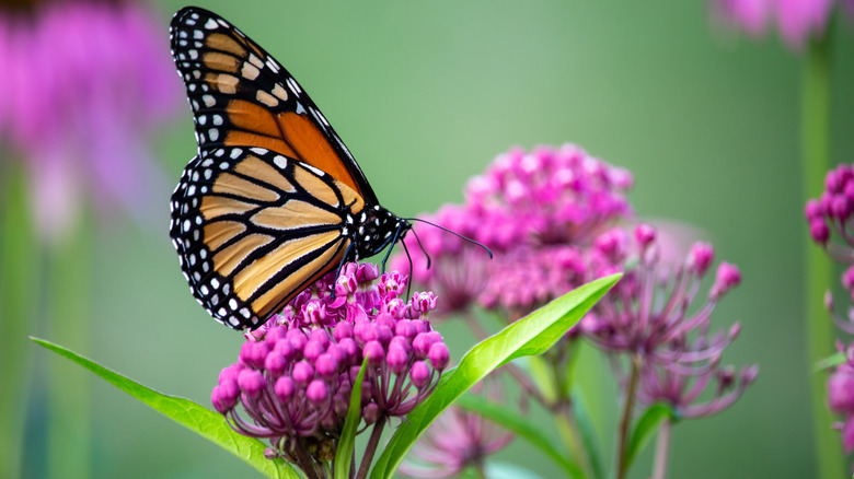 Butterfly drinking nectar from pink milkweed flowers