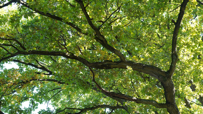 Oak tree with green leaves